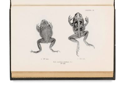 un livre ouvert sur lequel est dessiné deux grenouilles