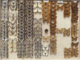 many different types of butterflies displayed in a display case