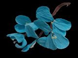 a close up of a blue flower on a black background