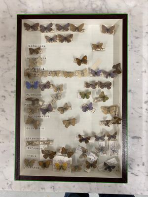 a picture of a display of butterflies in a glass case