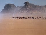 herd of camels walking in the desert with mountains in the background