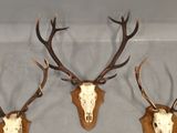 three deer heads mounted on a wall with antlers on them