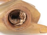 an image of a close up of a piece of wood