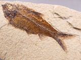 an image of a fossil fish is shown on a rock