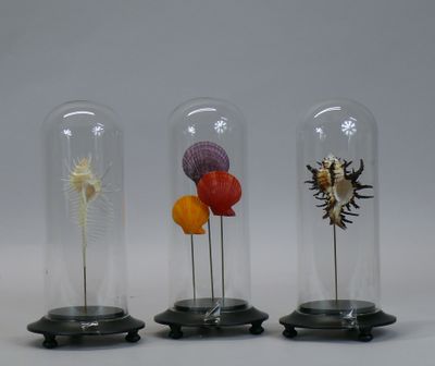 three glass cloches with different types of shells inside of them