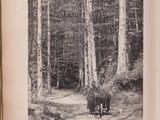 a black and white photo of a man riding a horse in the woods