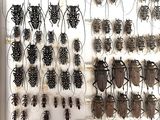 a lot of bugs that are hanging on the wall