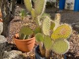 a cactus plant that is growing in a pot