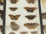 many different types of butterflies displayed in a display case