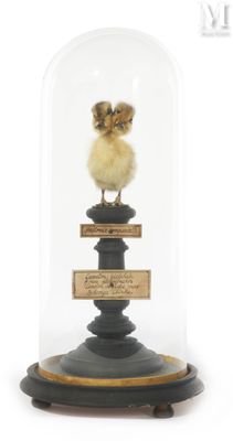 a small bird that is sitting on top of a glass dome