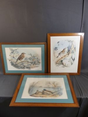 two framed prints of birds on a table with a black background