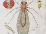 drawing of an insect with a long body and a long legs