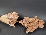 two shells that are sitting on a table