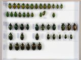 de nombreux coléoptères exposés dans une vitrine