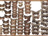 a lot of moths that are on display in a wooden frame