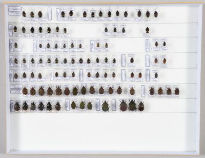 de nombreux insectes exposés dans une vitrine