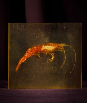 an image of a shrimp in a glass box on a table