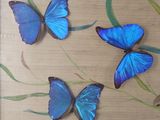 three blue butterflies that are sitting in a picture frame
