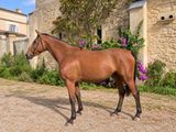 a brown horse standing in front of a stone building