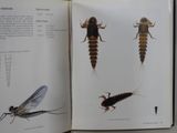 an open book with a picture of bugs and insects on it