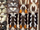 many different types of butterflies displayed in a display case