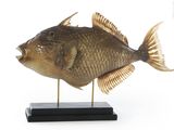 statue of a fish on a black stand on a white background