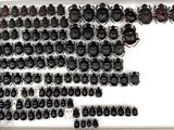 a lot of beetles that are on display in a white box