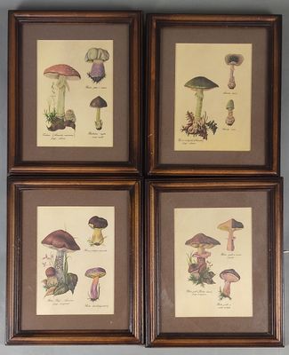 quatre photos encadrées représentant différents types de champignons, accrochées au mur