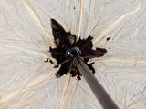 a close up of an umbrella with a black handle