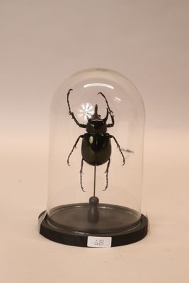a glass dome with a beetle inside of it
