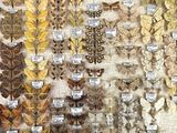 many different types of butterflies displayed on the wall