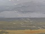 a painting of birds flying in the sky over the ocean