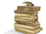 a bird that is sitting on top of a stack of books