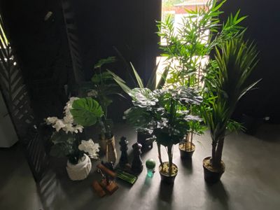 Plusieurs plantes en pot sont posées sur une table devant une fenêtre