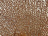 an orange sea fan on a white surface with a white background