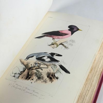 deux oiseaux perchés sur un livre posé sur une table