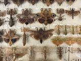 many insects that are on display in a glass case