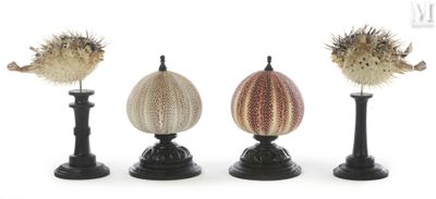 three vases with different types of fish on them on a white surface