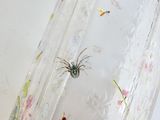 a spider that is sitting on the curtain in the bathroom