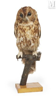 un hibou perché sur une branche d'arbre