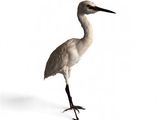 un oiseau posé sur une surface blanche