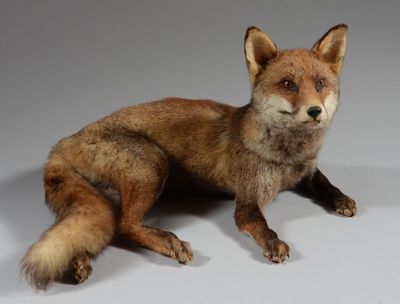 un renard en peluche assis par terre