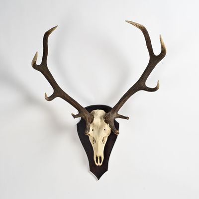 une image représentant un crâne de cerf accroché au mur