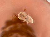 a small piece of paper sticking out of a brown vase