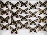 de nombreux papillons exposés dans une boîte blanche