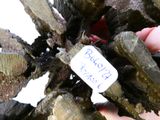 a person holding a piece of wood with a tag on it