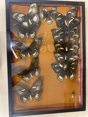 a picture of a display of butterflies in a shadow box