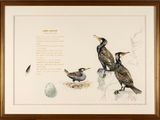 two birds that are sitting on a rock by a nest