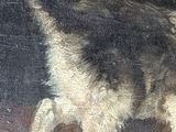 a painting of a cat that is walking on the ground