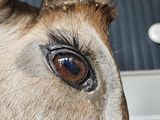 a close up of a goat ' s head with a long horn